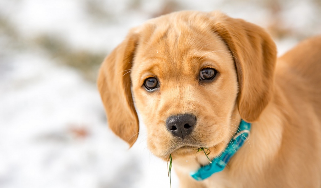 Маленький грустный щенок в голубом ошейнике