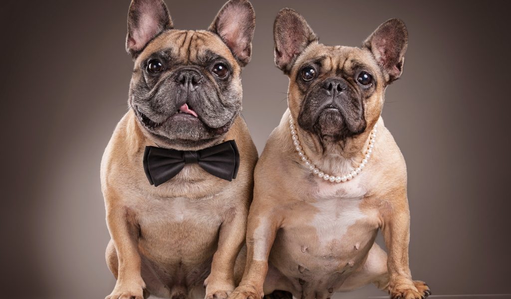 Пара больших бульдогов