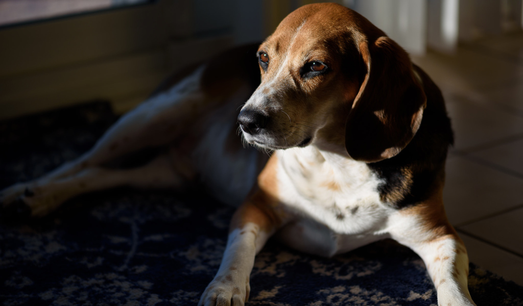 Грустный бигль лежит в лучах солнца