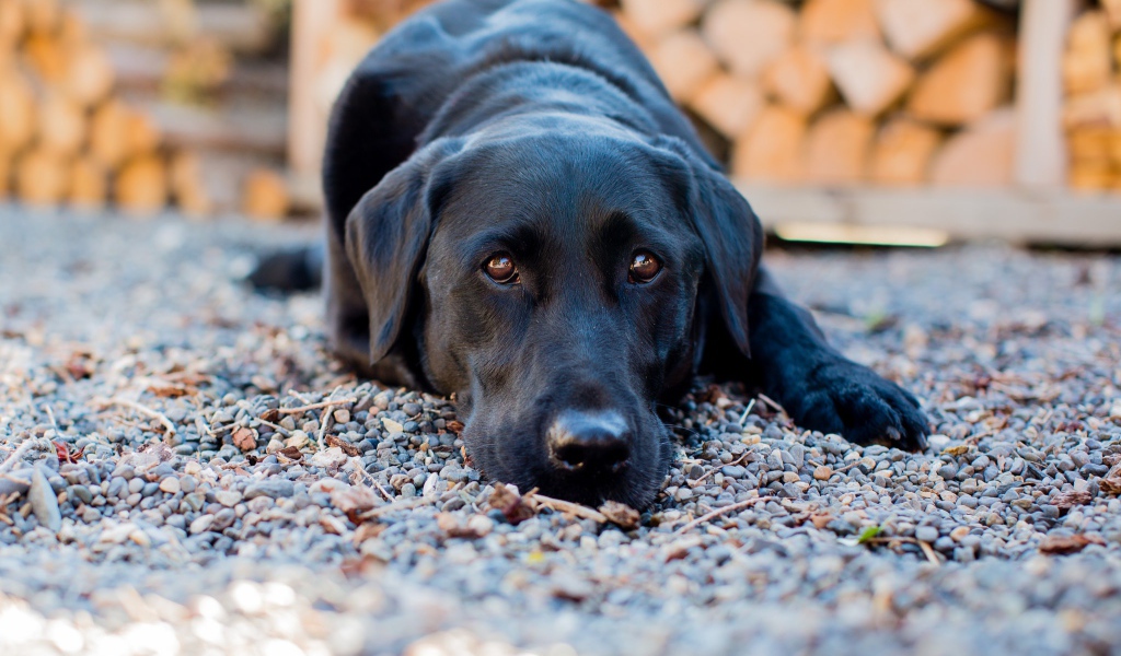 Грустный черный лабрадор лежит на мелких камнях