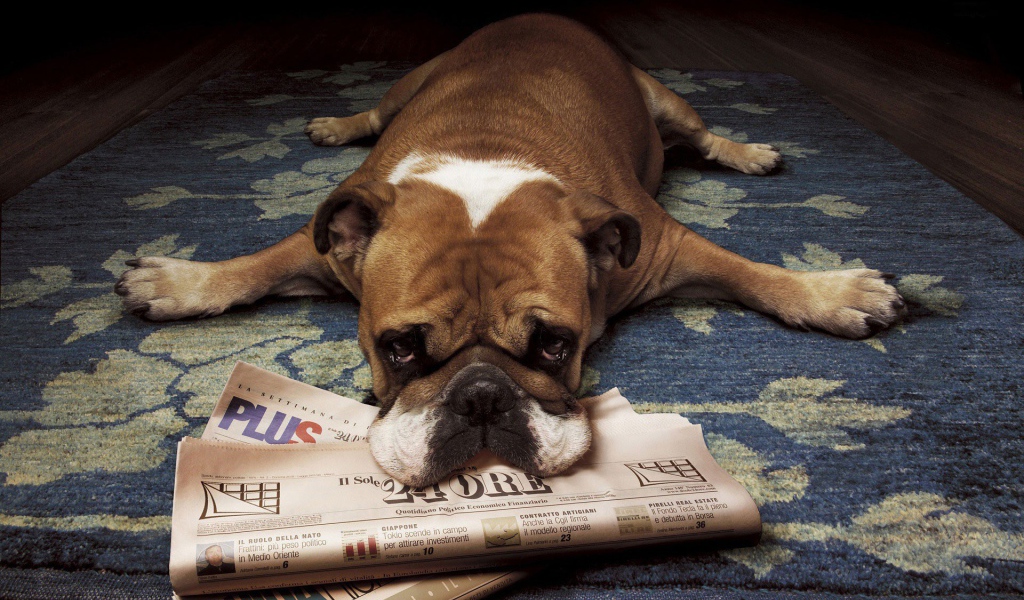 Грустный бульдог лежит на газетах