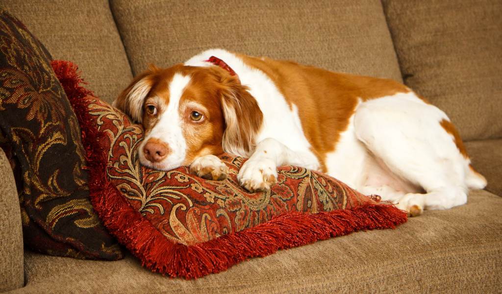 Грустная собака породы спаниель лежит на подушках 