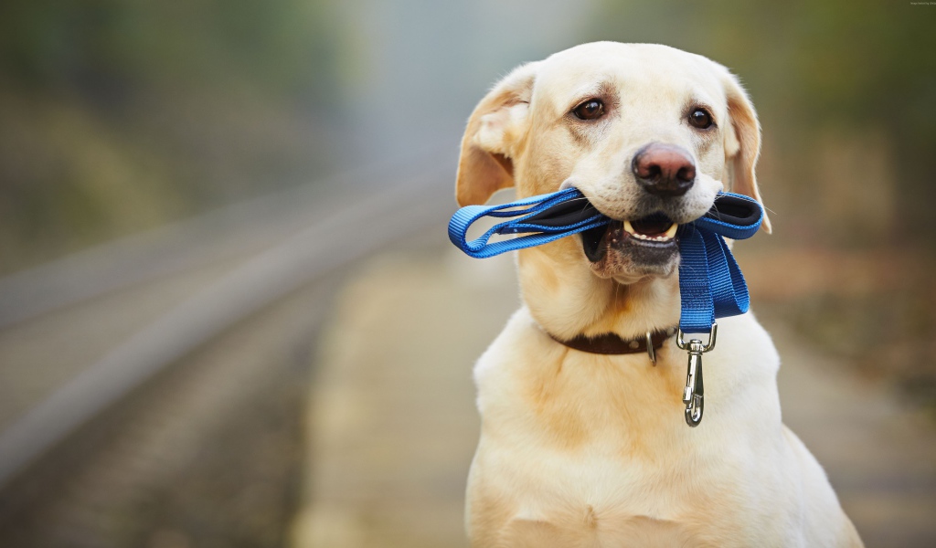 Грустный лабрадор сидит на дороге с синим поводком в зубах