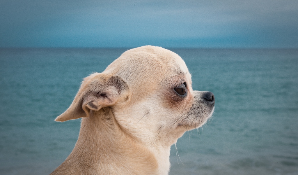 Грустный взгляд чихуахуа на фоне моря