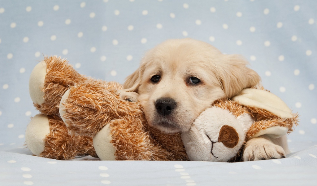 Грустный щенок золотистого ретривера лежит на мягкой игрушке