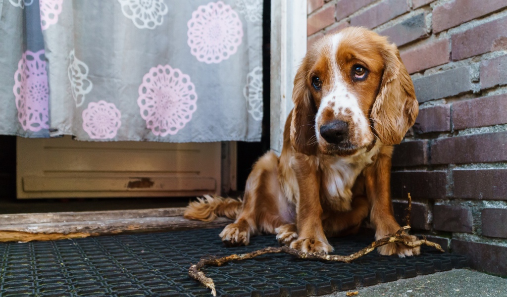 Грустный спаниель сидит у стены