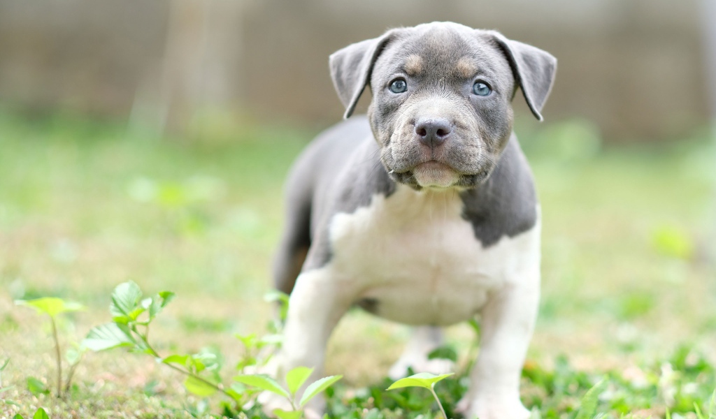 Маленький голубоглазый щенок английского стаффордширского  бультерьера