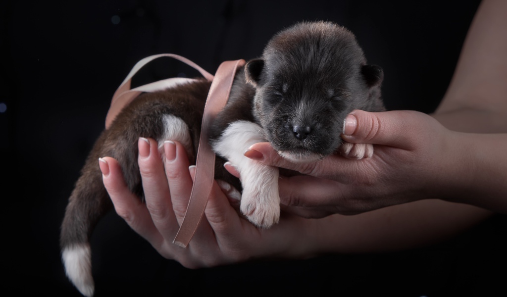 Маленький милый новорожденный щенок породы Американская акита в ладонях