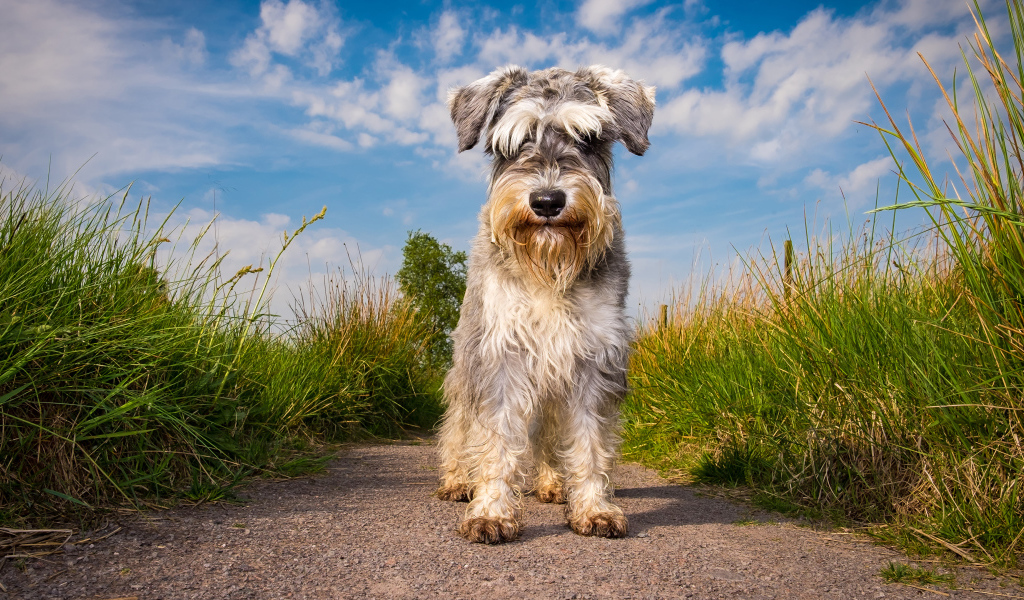 Маленькая собака породы шнауцер на фоне неба 