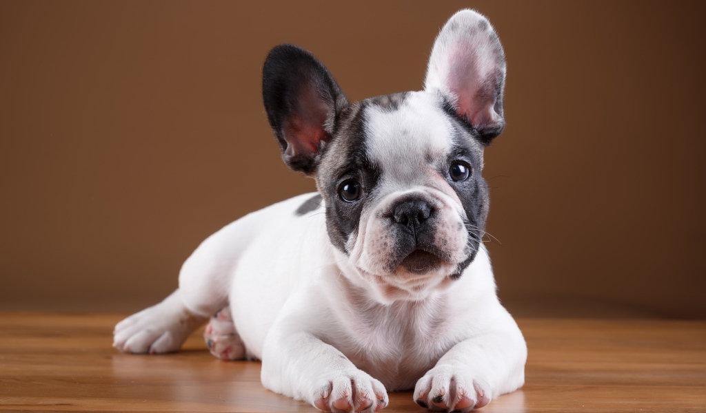 Маленький щенок французского бульдога лежит на полу
