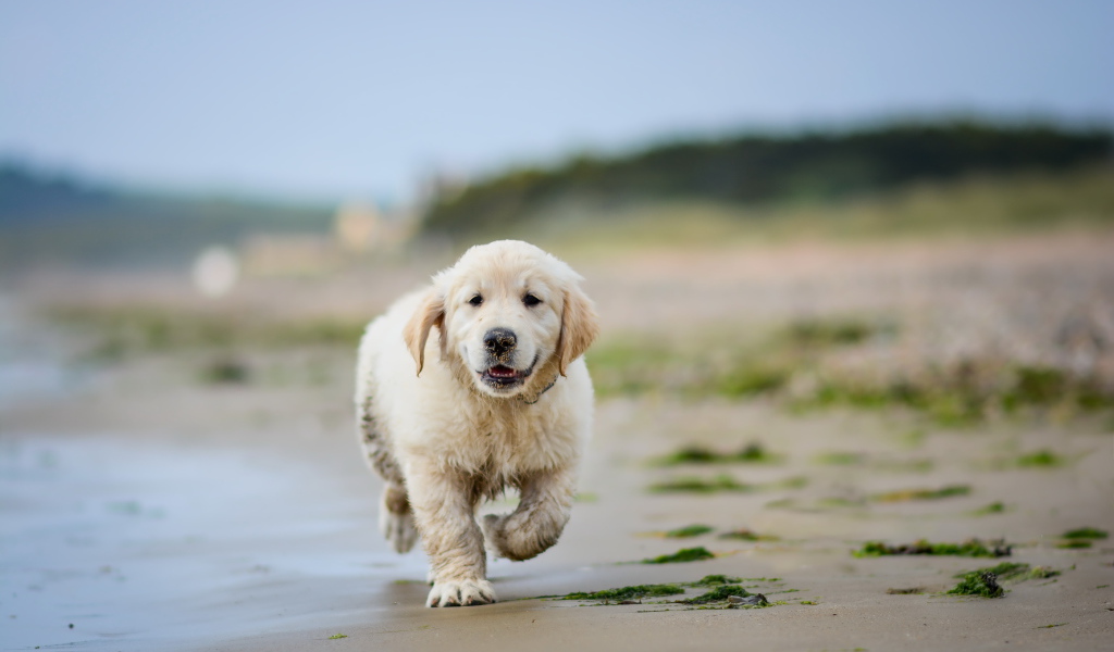 Маленький щенок золотистого ретривера бежит по мокрому песку
