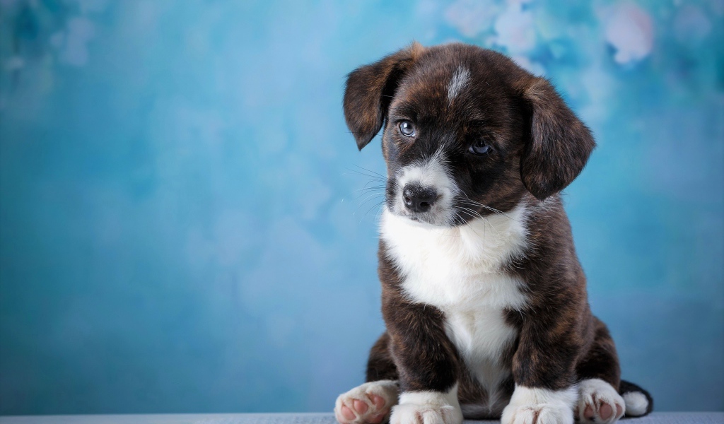Маленький грустный щенок с голубыми глазами сидит на голубом фоне