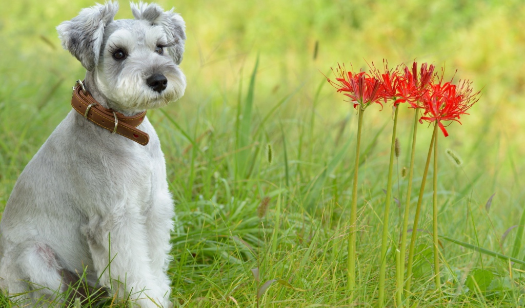 Маленький щенок шнауцера сидит рядом с красными цветами