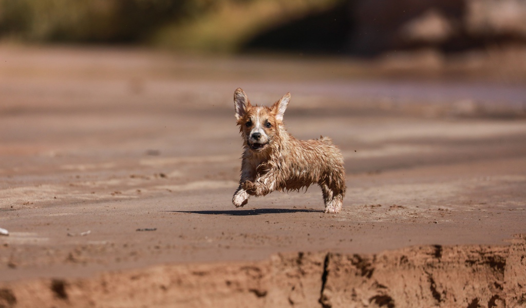 Мокрый щенок вельш корги бежит по песку