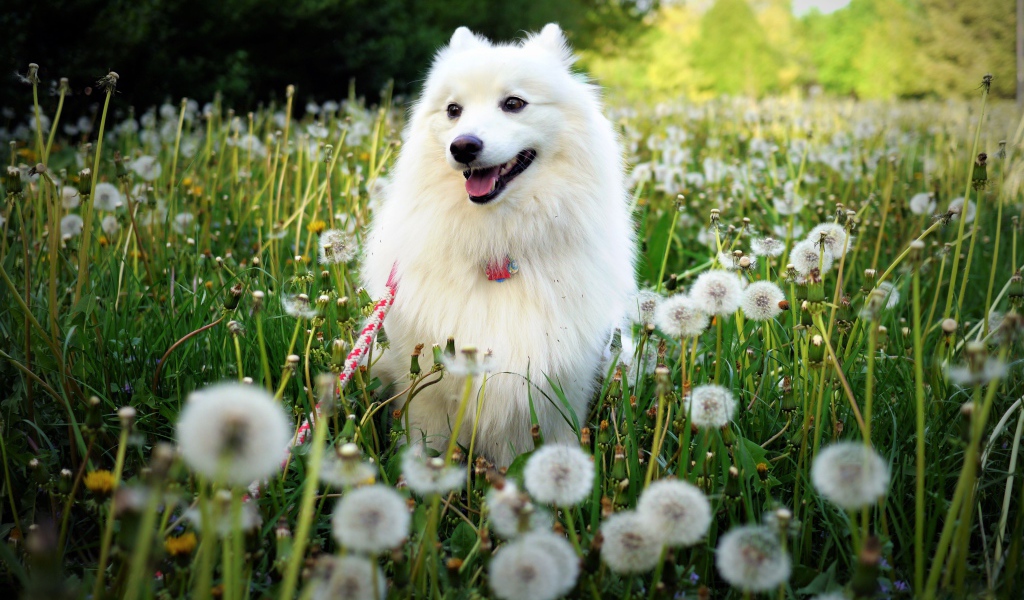 Белый шпиц с высунутым языком сидит на поляне с белыми одуванчиками