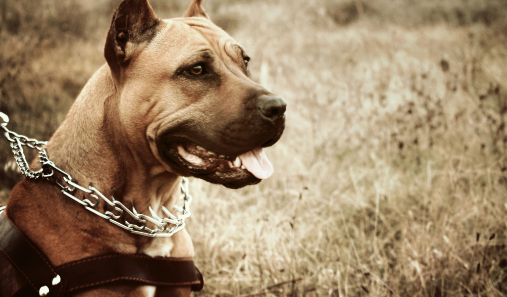 Амстафф с высунутым языком в ошейнике