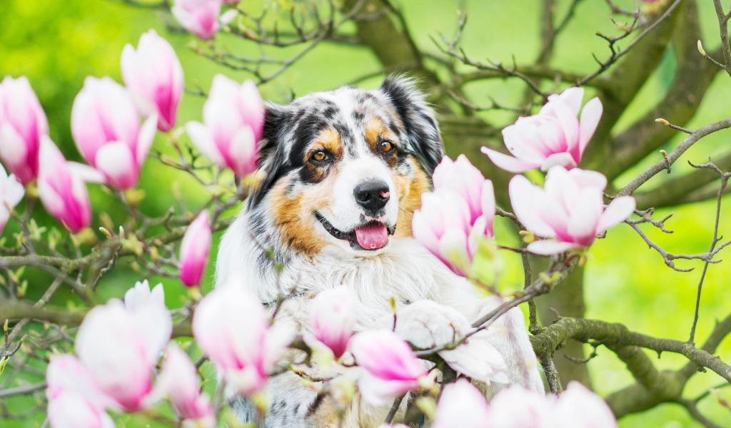 Австралийская овчарка в розовых цветах магнолии 
