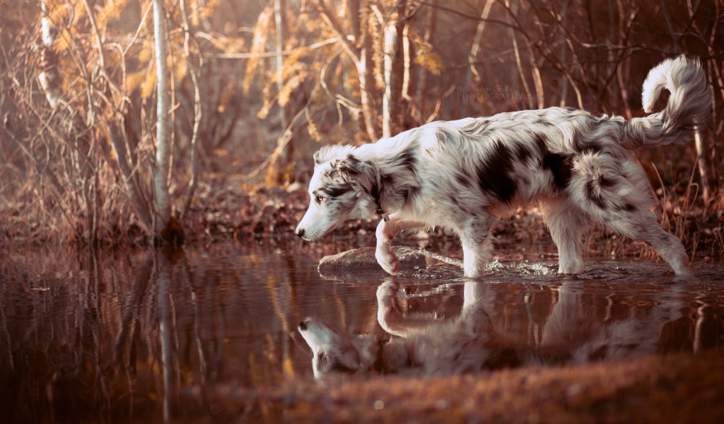 Собака породы Австралийская овчарка стоит в воде