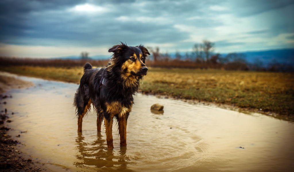 Австралийская Овчарка стоит в луже воды после дождя