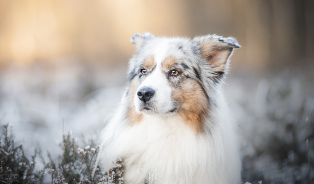 Австралийская Овчарка с серьезной мордой лежит на земле