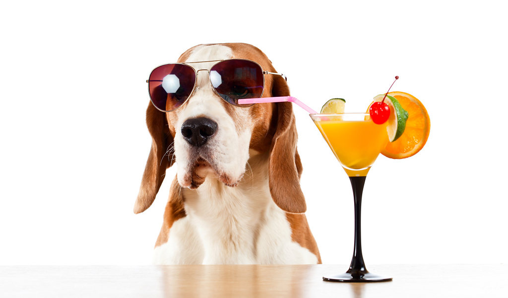 Бассет-хаунд  в очках пьет цитрусовый коктейль