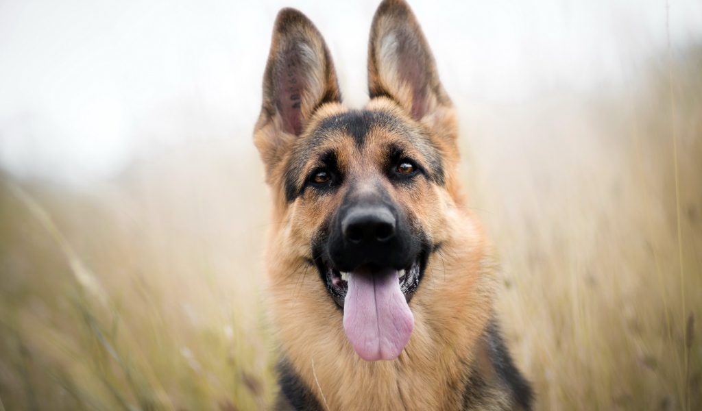 Красивая немецкая овчарка с высунутым языком