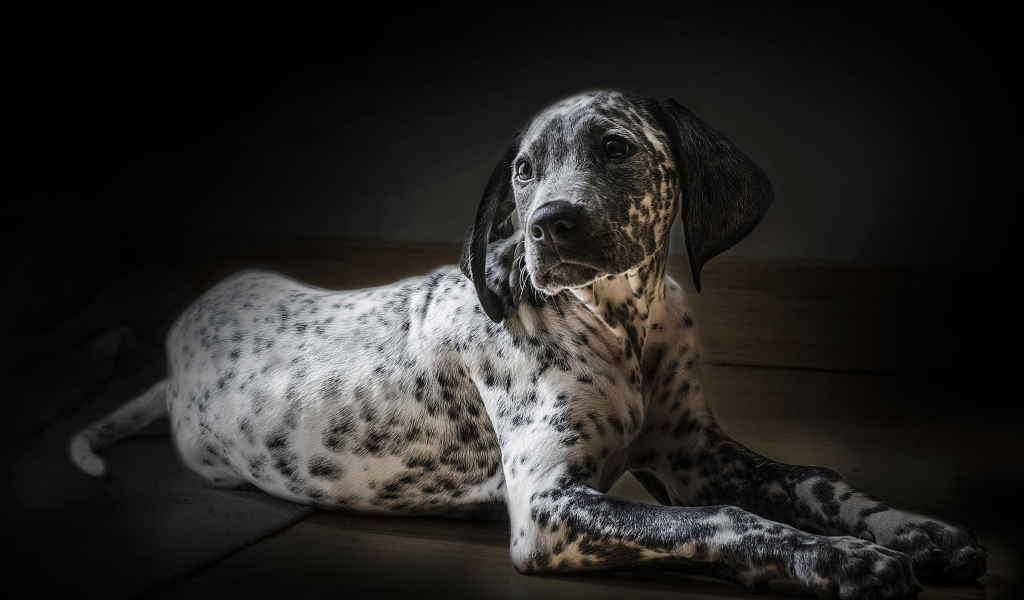 Красивый маленький щенок далматинец 