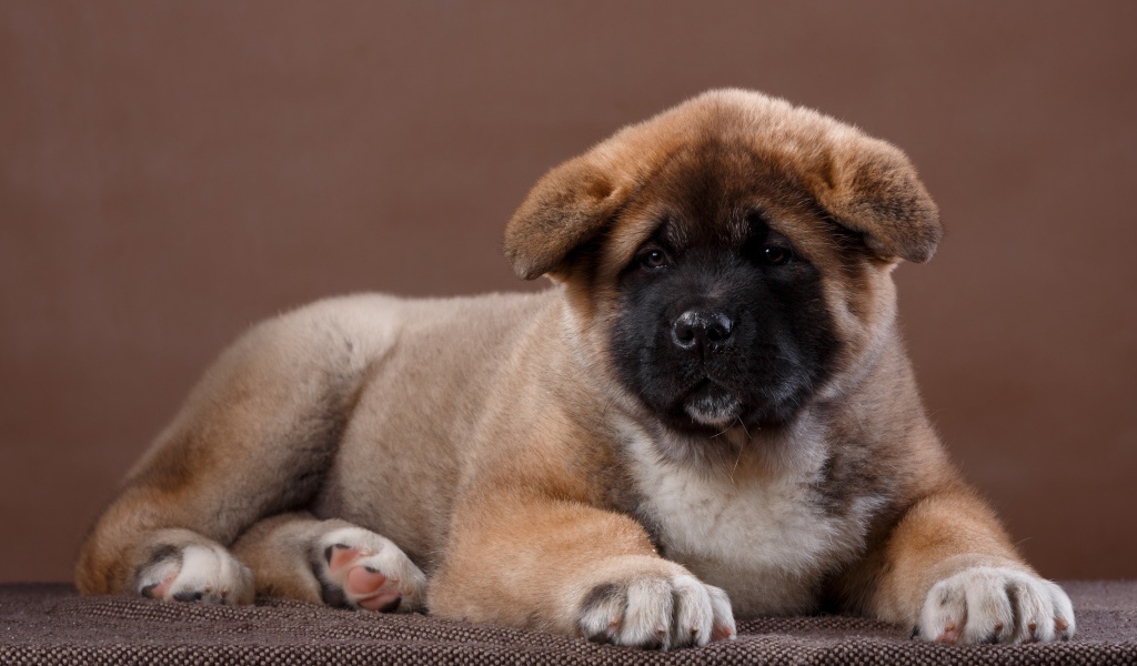 Красивый щенок породы Сиба-ину