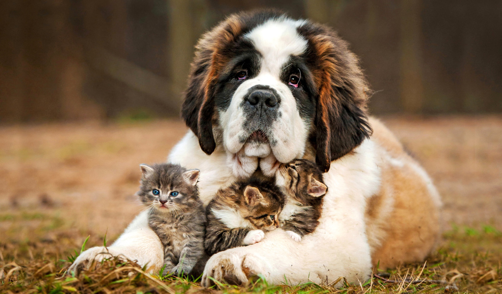 Большой сенбернар с маленькими котятами