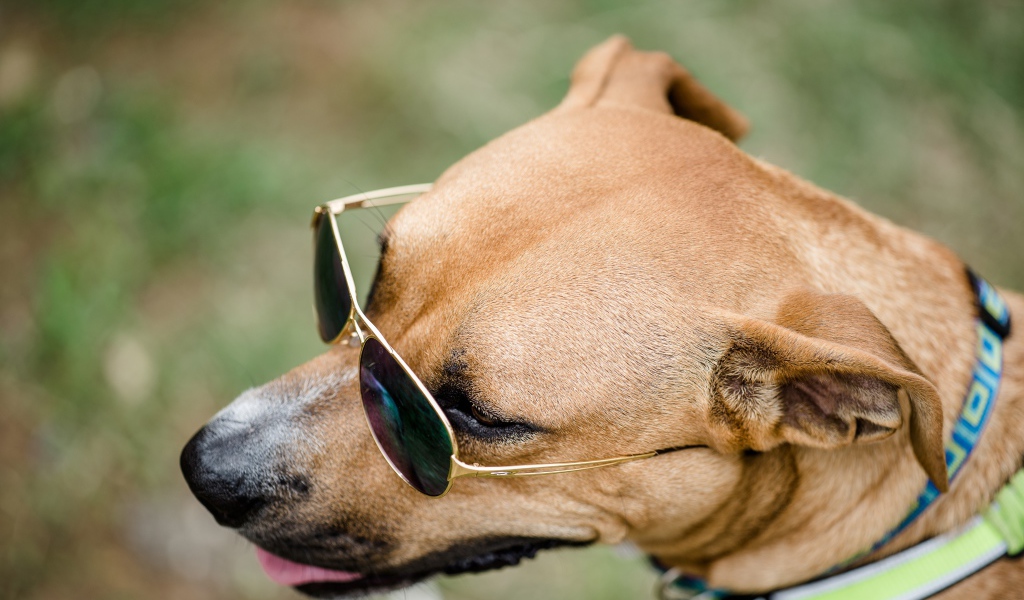 Большая собака в очках