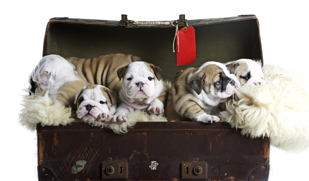 Большой старый чемодан со щенками английского бульдога