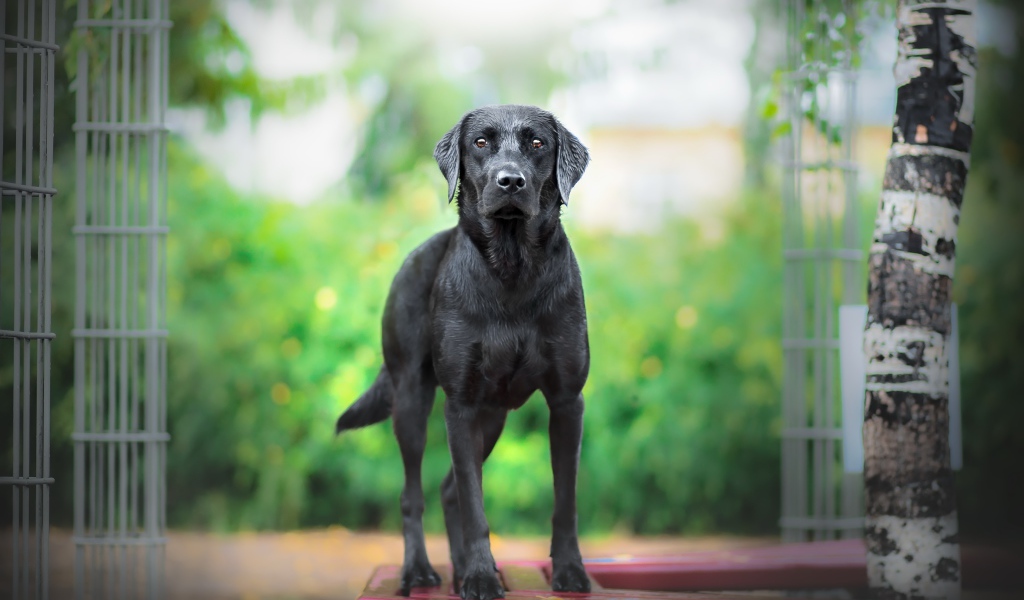 Большой грустный черный лабрадор