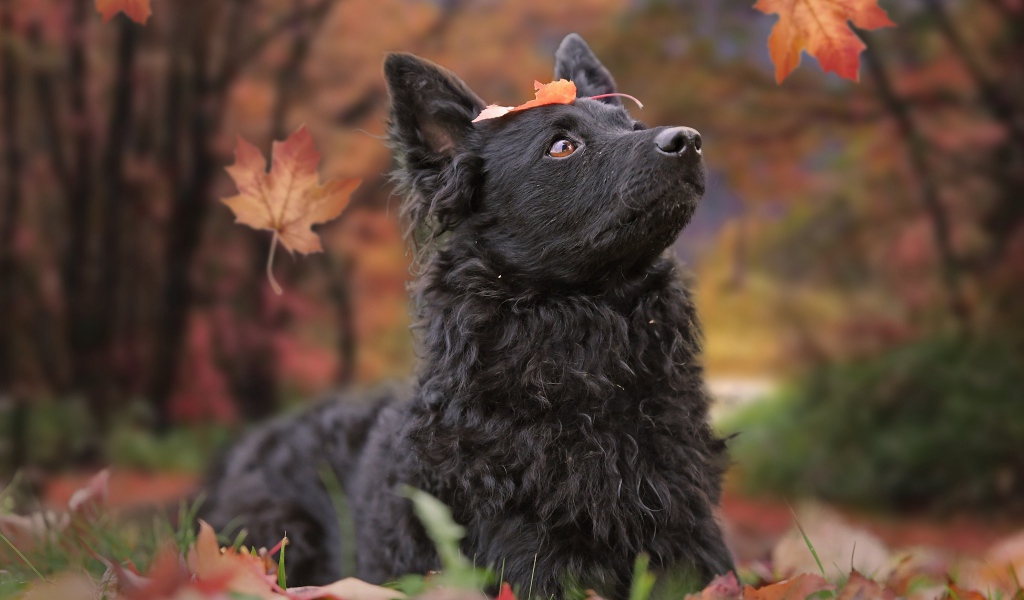 Черная собака породы бордер колли лежит на опавшей листве