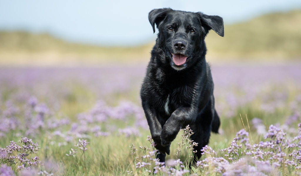 Черный лабрадор бежит по полевым цветам