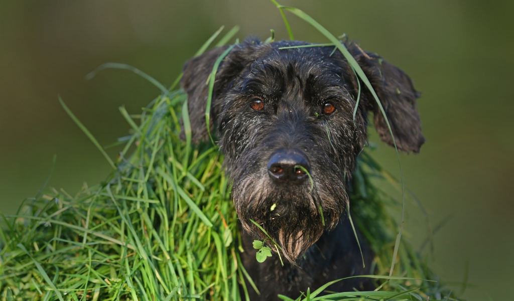 Черная собака породы Шнауцер сидит в зеленой траве