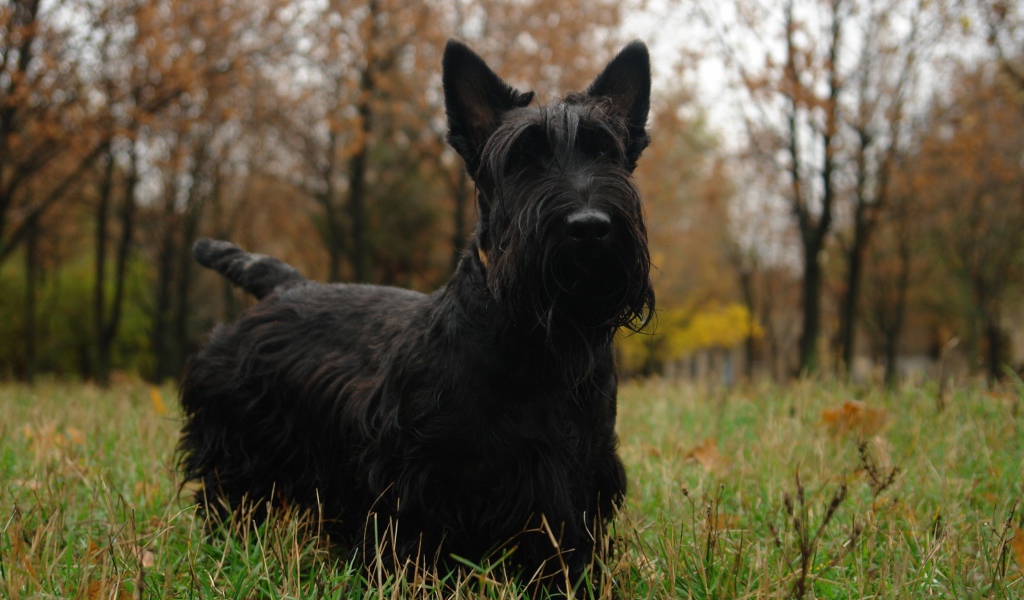 Черный шотландский терьер гуляет по траве