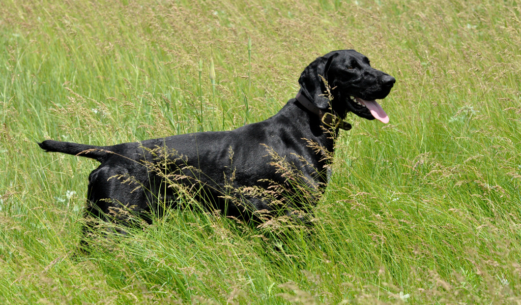 Черный лабрадор с высунутым языком гуляет по зеленой траве