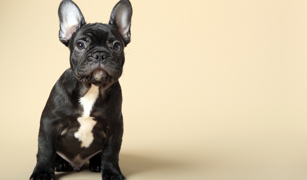 Черный щенок французского бульдога на бежевом фоне