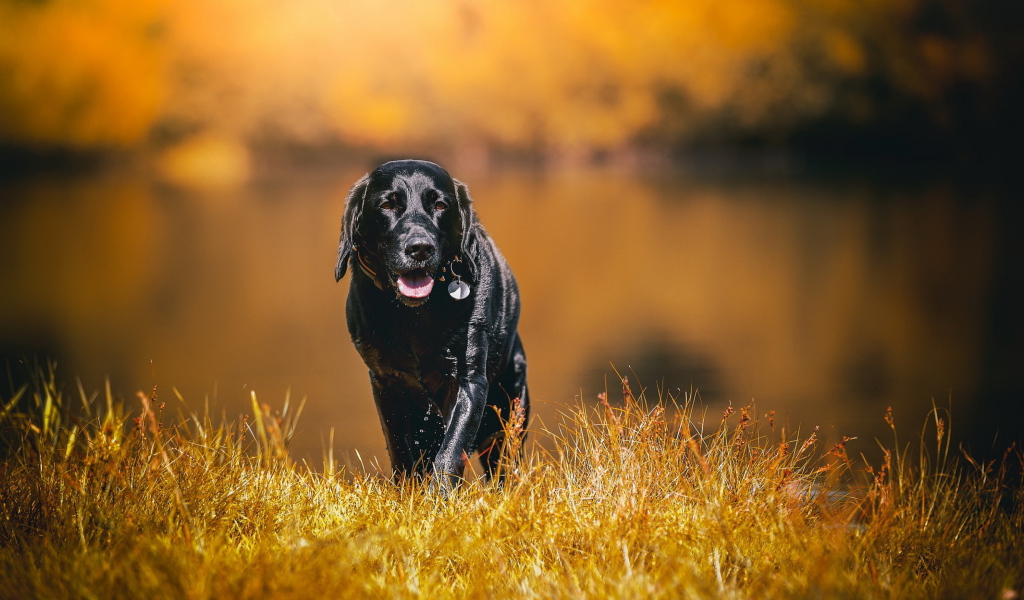 Черный мокрый лабрадор на сухой траве 
