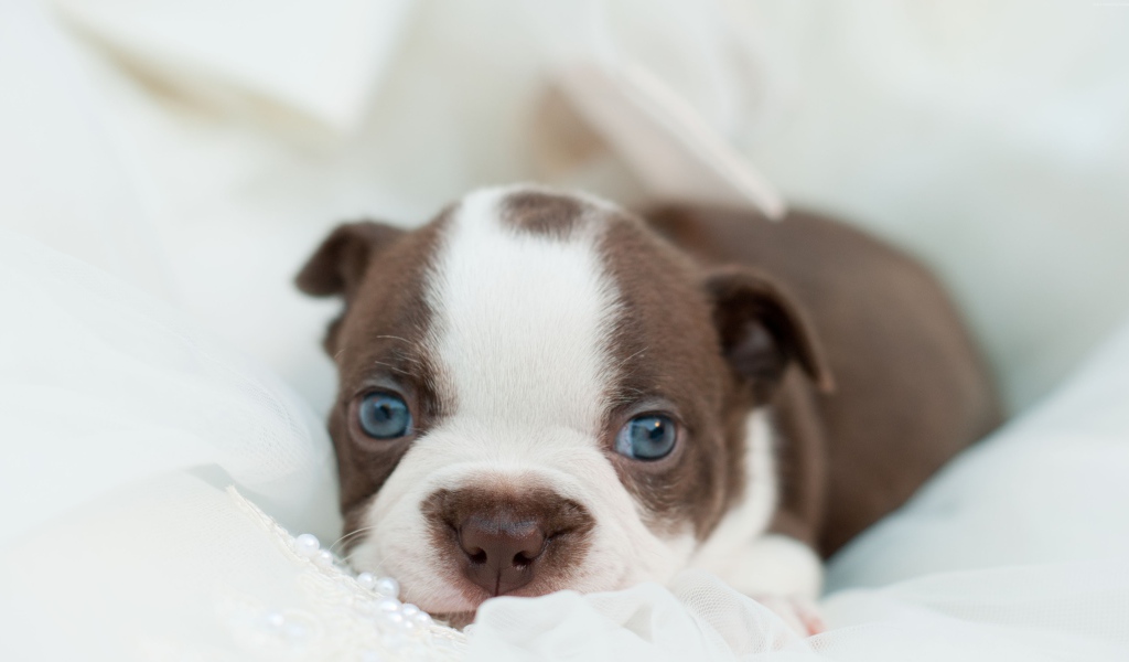 Голубоглазый маленький щенок французского бульдога 