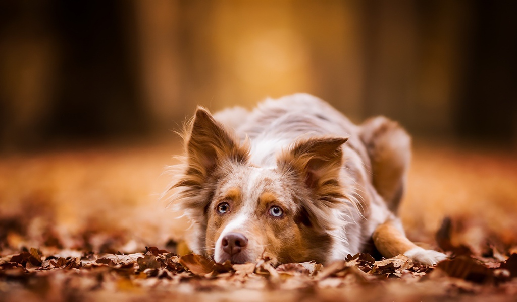 Голубоглазая рыжая собака лежит на сухой листве 