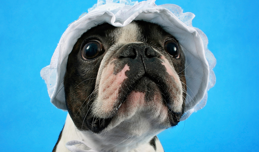 Бостон-терьер в белой шапке на голубом фоне