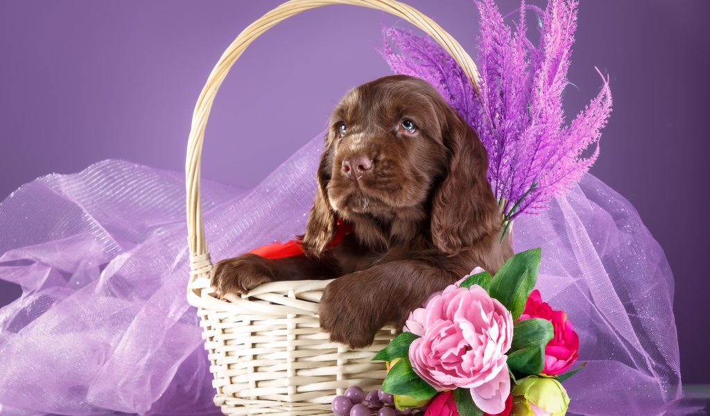 Коричневый щенок спаниеля к корзине