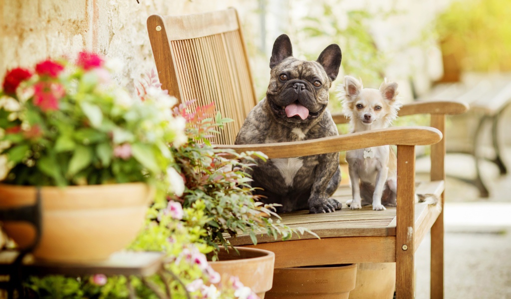 Бульдог и чихуахуа сидят на деревянном стуле