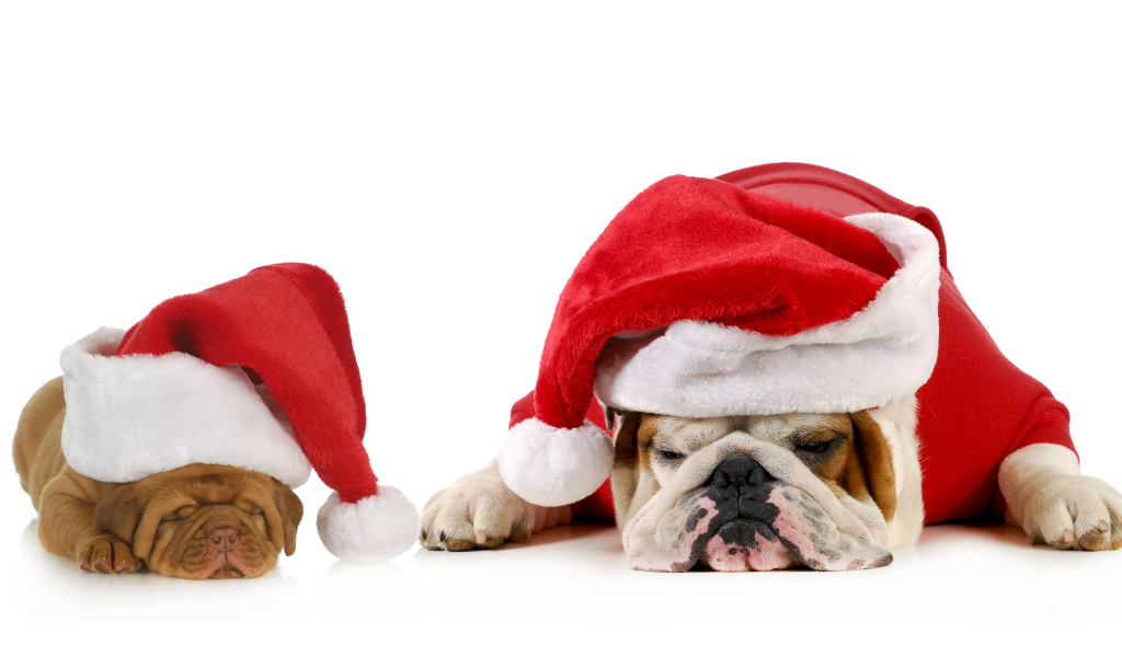 Бульдоги в новогодних костюмах  на белом фоне