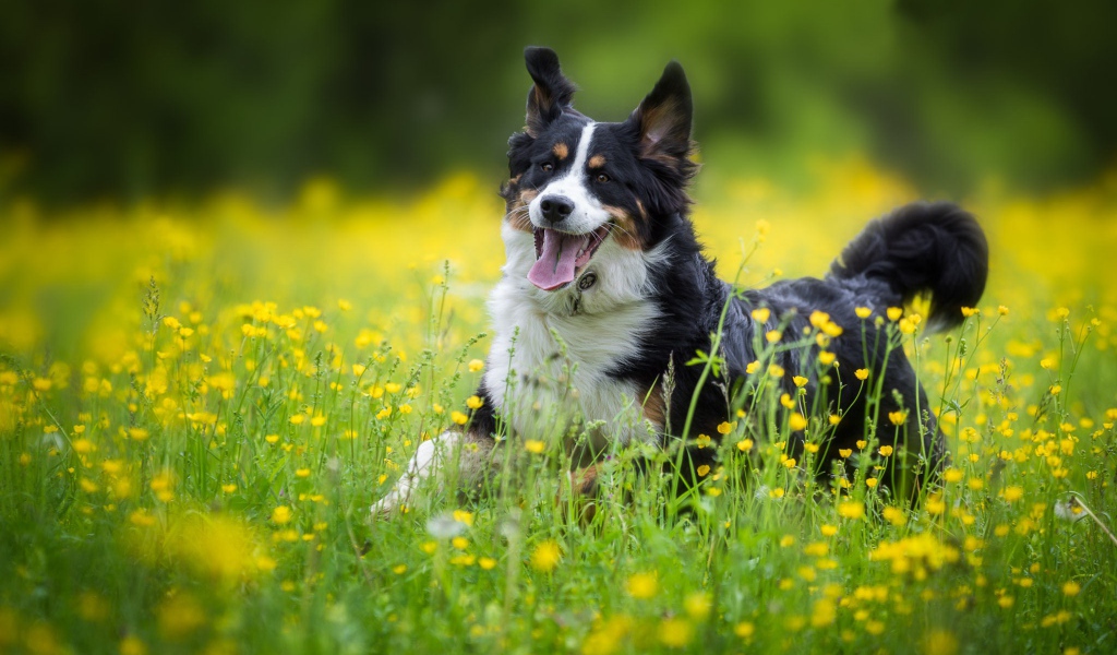 Веселая собака породы английская овчарка в поле 