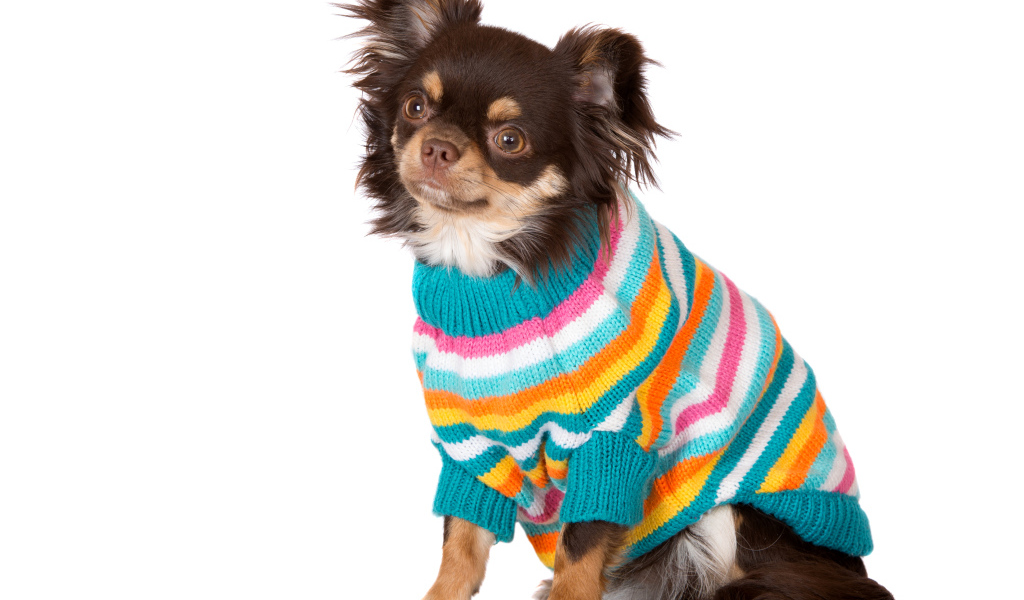 Собака породы чихуахуа в свитере на белом фоне