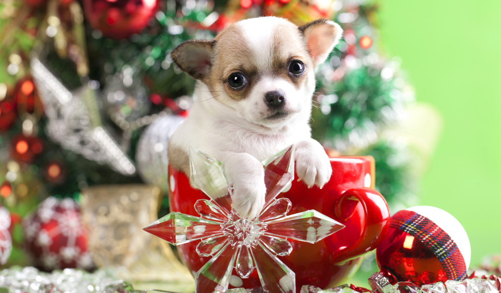 Щенок чихуахуа в большой красной чашке у новогодней елки