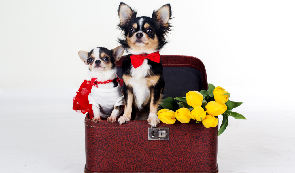 Чихуахуа сидят в чемодане с тюльпанами