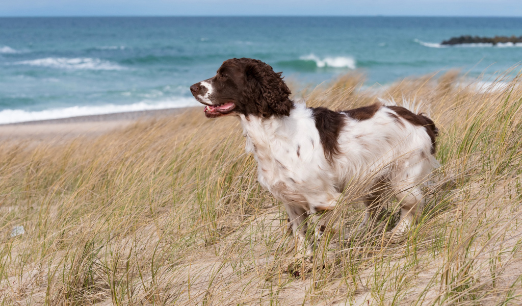 Кокер спаниель стоит на траве на побережье моря